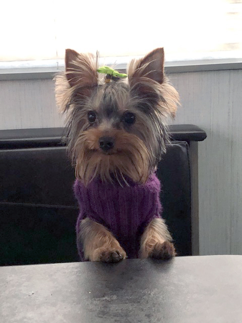 Our Yorkie, Bella Our Yorkie, Bella