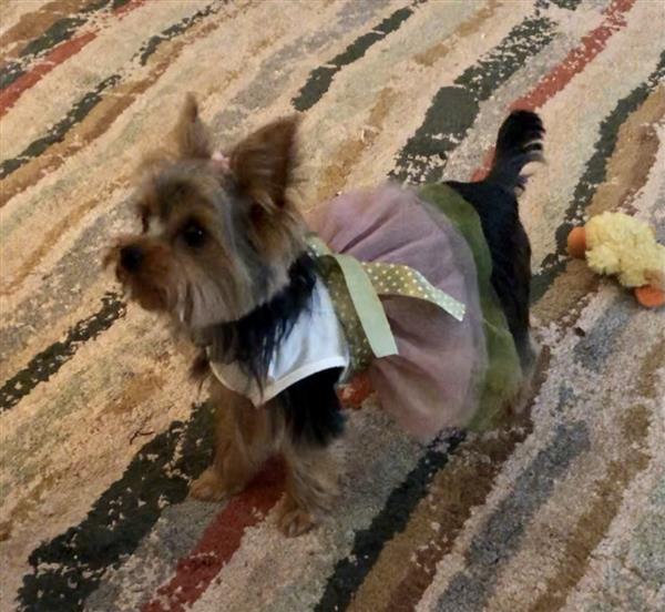 Our Yorkie, Bella Our Yorkie, Bella
